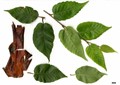 SpeciesSub: subsp. utilis SpeciesSub: subsp. utilis